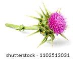 Free Image of Purple flower of the milk thistle | Freebie.Photography