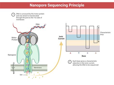 Oxford Nanopore Sequencing: Principle, Protocol, Uses, Diagram