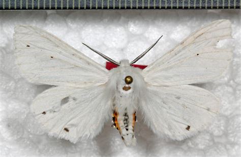 Arctiidae Spilosoma Virginica Bugguide Net