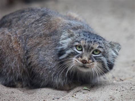 Il Gatto Di Pallas Lovemypets