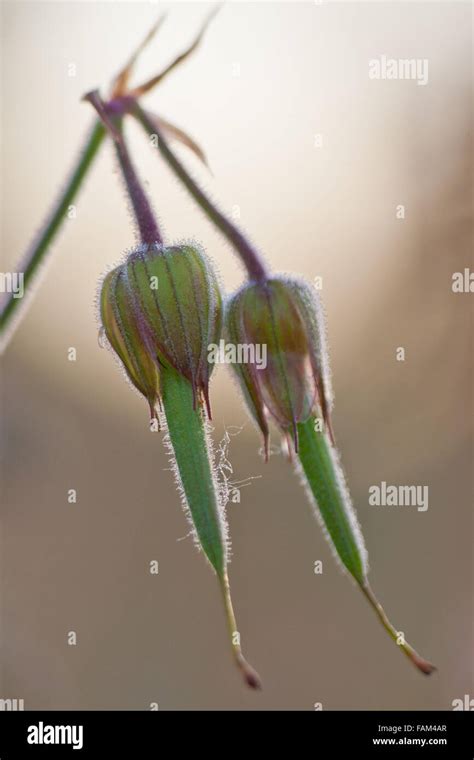 Two overblown flowers of Meadow Cranesbill, Geranium pratense Stock Photo - Alamy