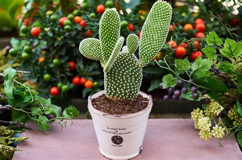 Beruhigen Ableiten Bäckerei cada cuanto regar un cactus Beamte