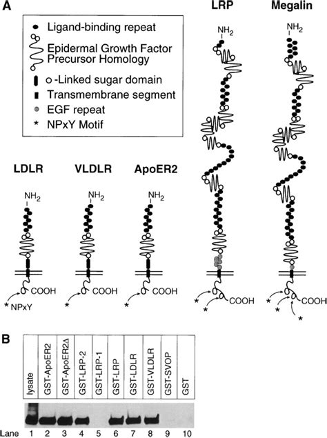 Reeler Disabled Like Disruption Of Neuronal Migration In Knockout Mice