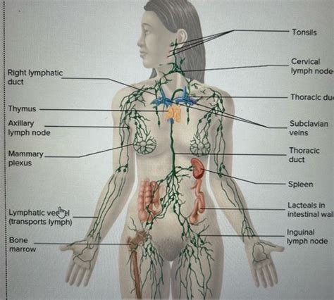 Chapter 22 Lymphatic System And Immunity Flashcards Quizlet