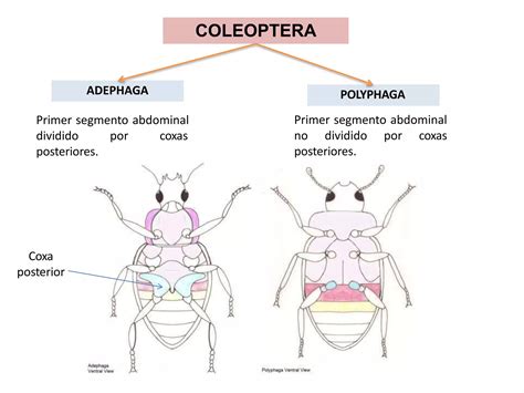 Ordenes De Losinsectos Ppt