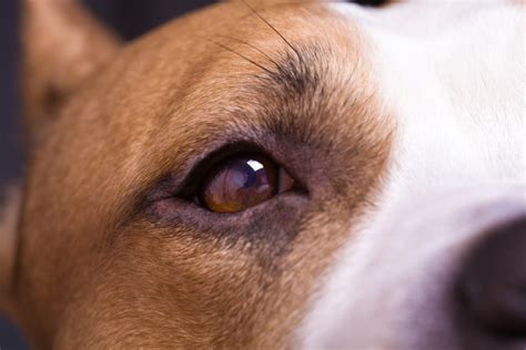 Conjuntivitis En Perros S Ntomas Causas Y Tratamiento