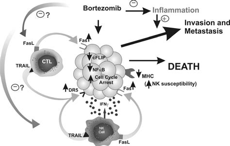 Potential mode of action in bortezomib mediated anti-tumor responses ...