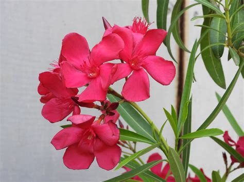 NERIUM oleander Papa Gambetta Pépinières Ripoche Nantes Divatte