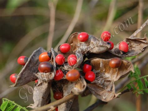 Wild Fruits And Berries In Goa Information On Goan Seasonal Fruits