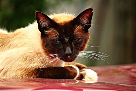 White and Black Long Fur CatFree Stock Photo