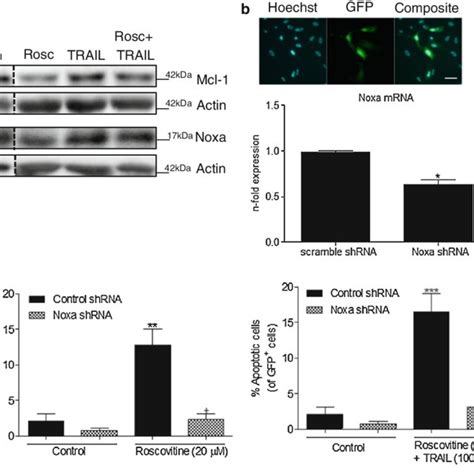 The Mcl Noxa Axis Plays A Critical Role In R Roscovitine And