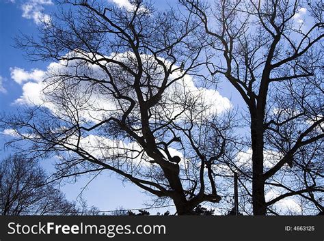 Naked Trees Winter Free Stock Photos StockFreeImages