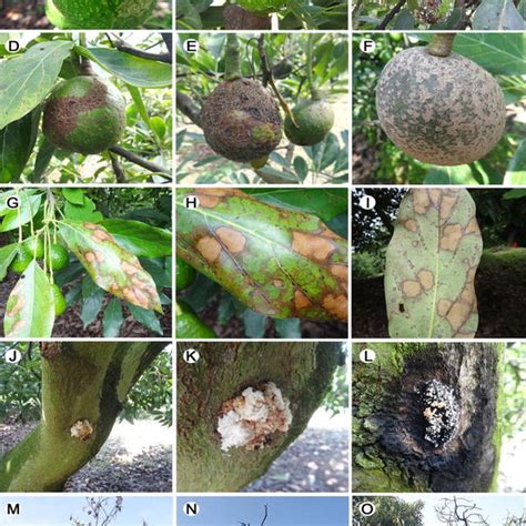 Disease Incidence Spot Anthracnose Canker Trunk Scab And Vascular