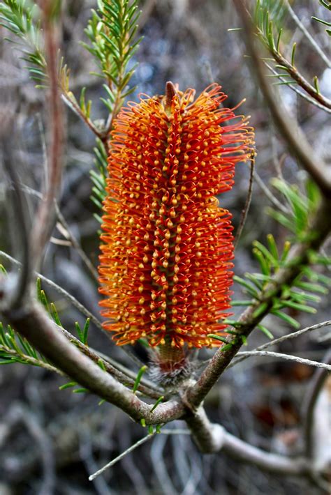 Lowarna Bubb Edwards Macarthur Nature Photography Competition