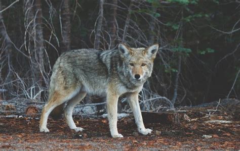 How To Tell Dog & Coyote Tracks Apart (4 Signs to Look For) | Hepper