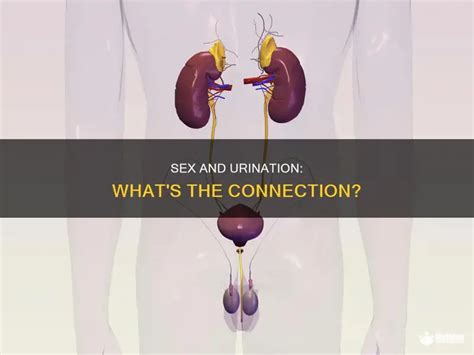 Sex And Urination What S The Connection MedShun