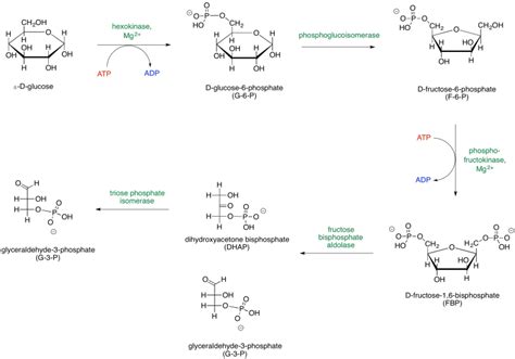 8.2: Overview of Glycolysis - Chemistry LibreTexts