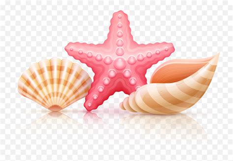 Seashell Crown Roblox