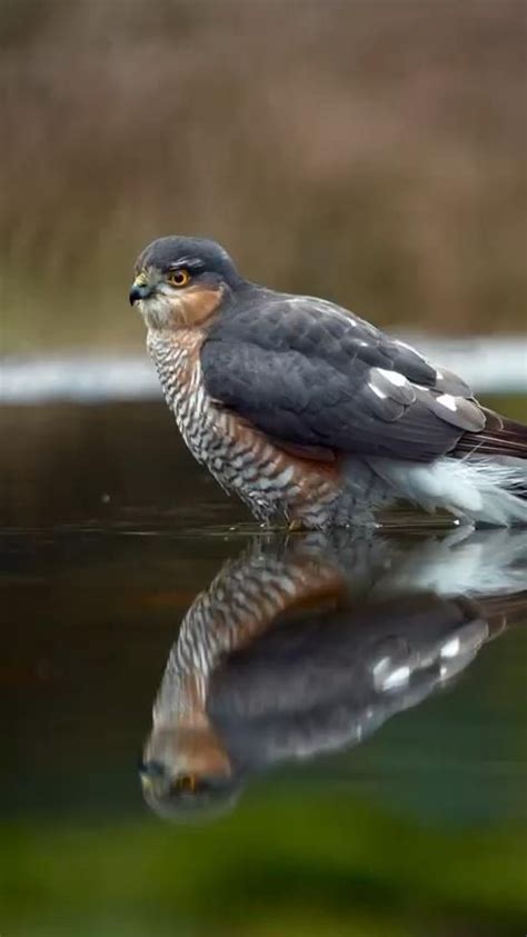 Falcon Bird [Video] | Niedliche tiere, Tiere, Süße tiere