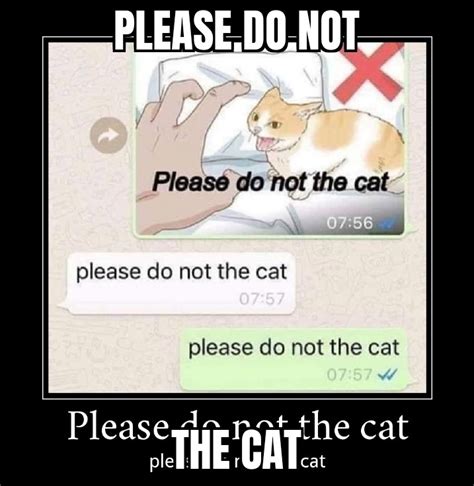 Please Do Not The Cat Memes