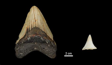 Megalodon Alle Daten And Fakten über Den Urzeithai