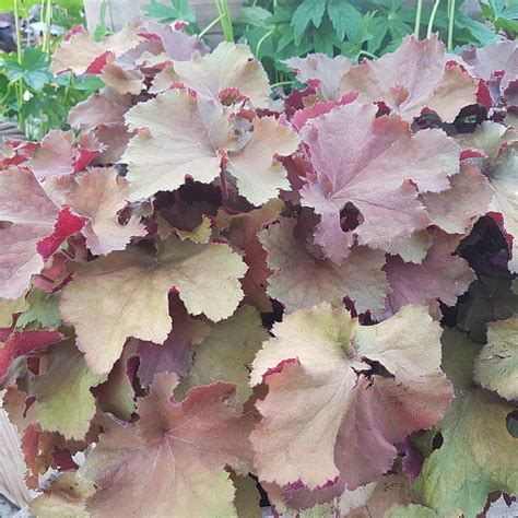 Heuchera Rex Dark Amber Find Haveplanter