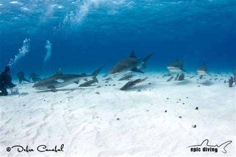 Tiger Beach Bahamas: When Currents Rip - Epic Diving