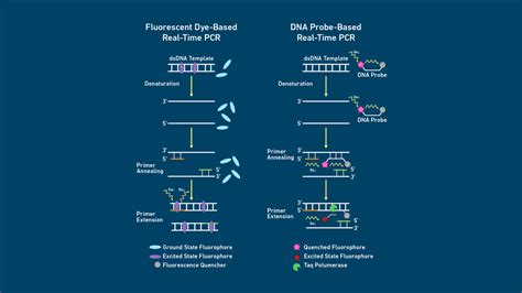 Qpcr Analysis How A Qpcr Machine Works And Qpcr Protocol Technology Networks