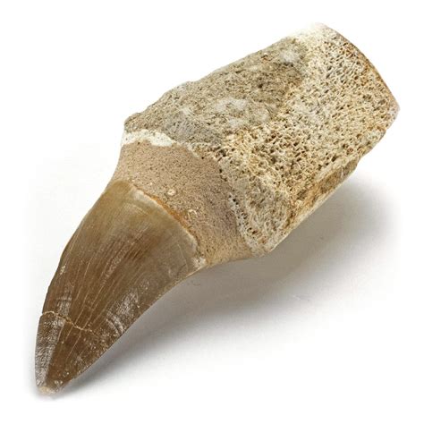 Buy Kalifano Authentic Fossilized Prehistoric Mosasaur Tooth From