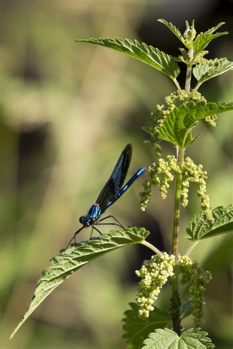 Capung Biru Dragonfly Di - Foto gratis di Pixabay - Pixabay