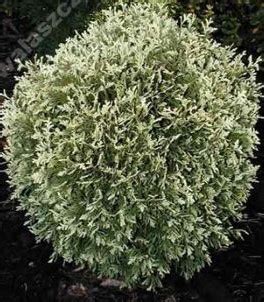 Gold Pearl Thuja