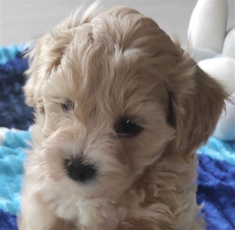 Maltipoo Ch Opiec Pudel Toy Malta Czyk Nowe Miasto Lubawskie Olx Pl