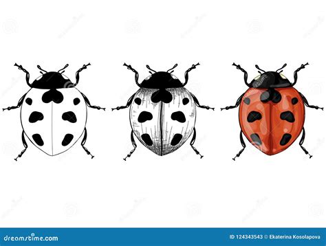 Vector Illustration with Ladybug Realistic Stock Illustration ...