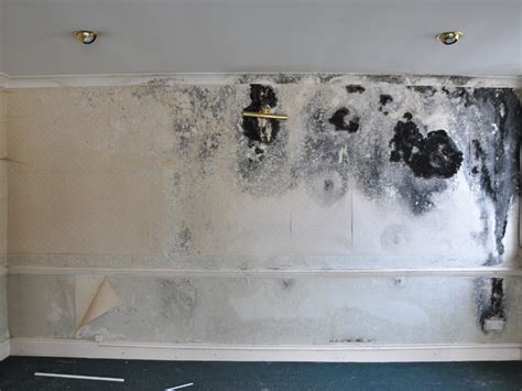 How bad is mould exposure for your health? - Trinitas Group