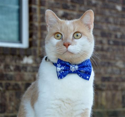 Кот в галстуке - картинки и фото koshka.top