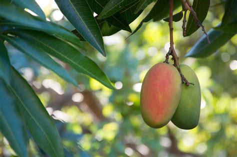 What Fertilizer To Use When Mangoes Are Flowering