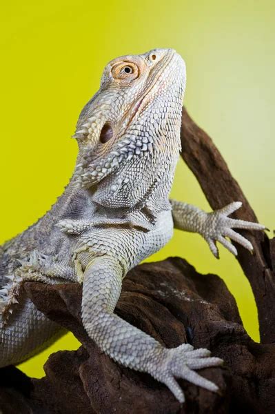 Frill Necked Lizard Also Known As The Frilled Lizard Chlamydosaurus