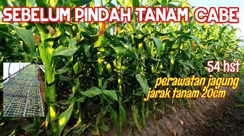 PART 2 PERAWATAN JAGUNG UNTUK TUMPANGSARI DENGAN CABE YouTube