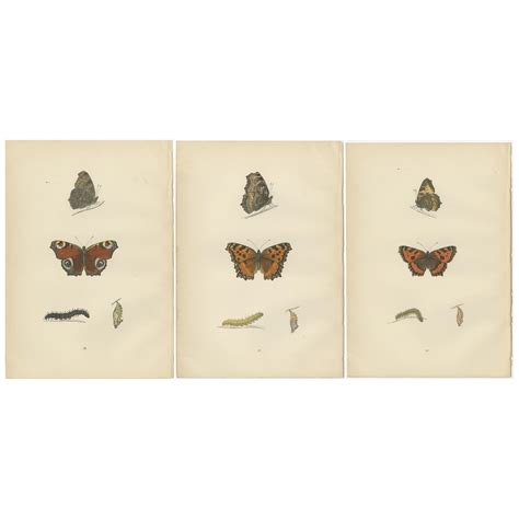 Metamorphosis in Motion: A Victorian Glimpse of British Butterflies