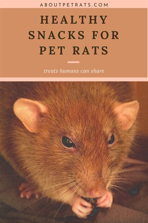 Healthy Snacks For Pet Rats Pet Rats Pets Pet Rodents