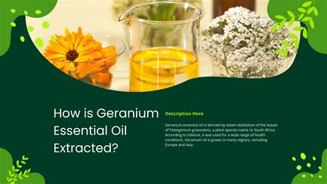 PPT All About Pure Geranium Essential Oil Glow PowerPoint