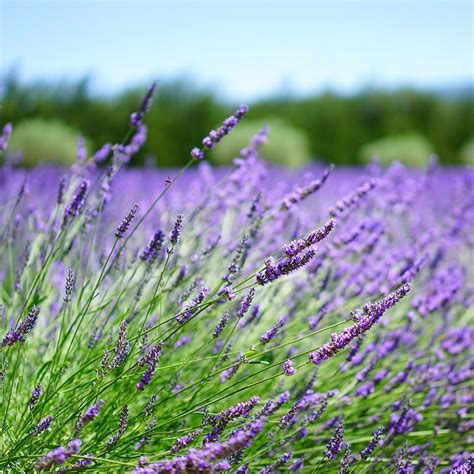 Растения для нормализации давления — Ботаничка