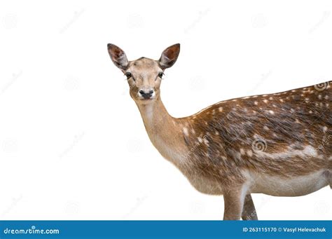 European Fallow Deer Female Isolated On White Stock Photo Image Of