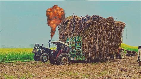 Very Badly Tractor Stuck In Mud MF 240 And 480 With Sugarcane Loaded