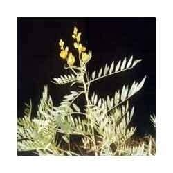 Cassia Angustifolia Plant - View Specifications & Details of Medicinal ...