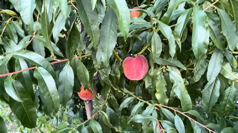 Персик Т3 Ван Голд на 04.08.2024 р. Львівська область - YouTube