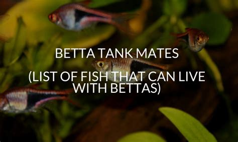 Best Live Food For Betta Fish A Comprehensive List Betta Care Fish