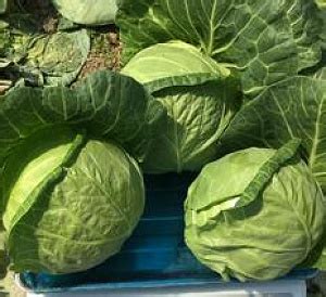 Купить семена оптом от производителя Агросемцентр