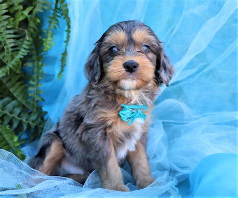 Mini Aussiedoodle Puppies | Happytail Puppies | Family Dog Breeders NC