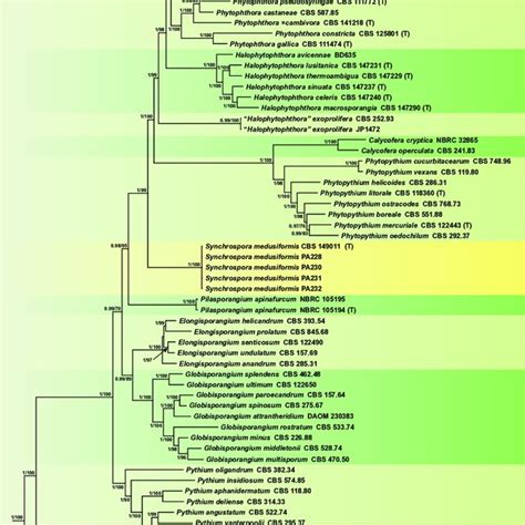 Fifty Percent Majority Rule Consensus Phylogram Derived From Bayesian